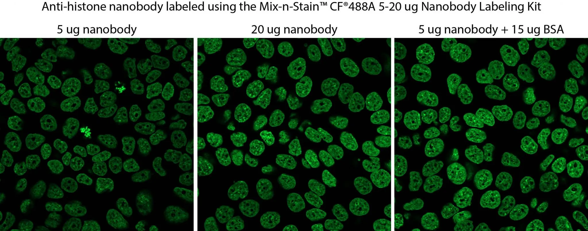 Mix-n-Stain™ CF®405S Nanobody Labeling Kit, 1x(5-20ug) labeling - image 3