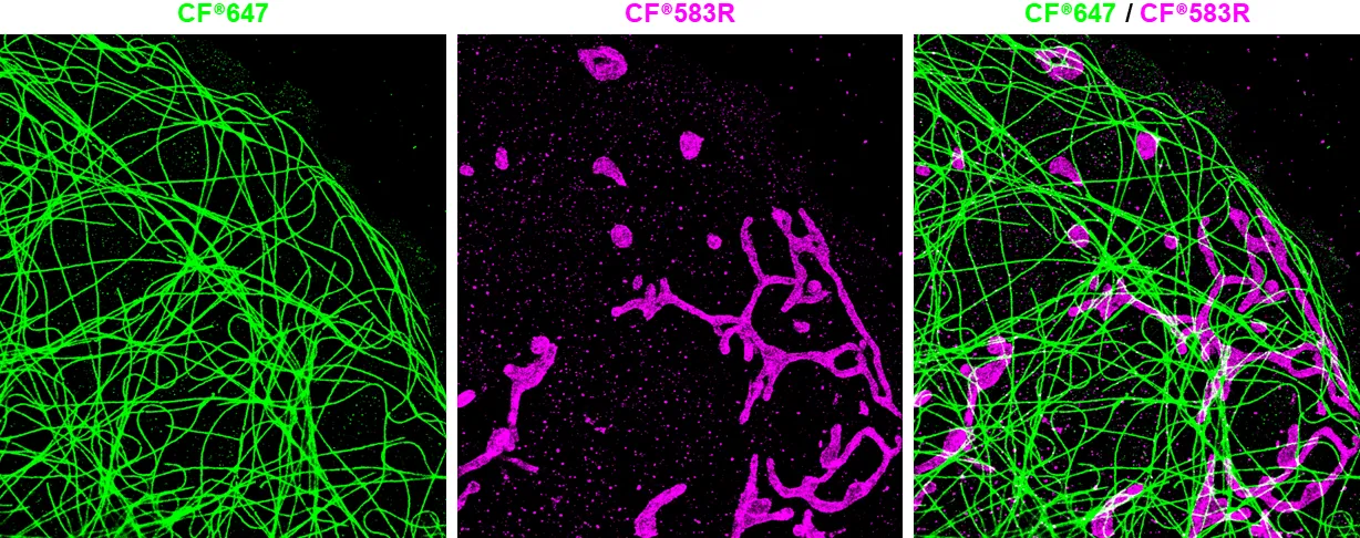 Mix-n-Stain™ STORM CF®660C Antibody Labeling Kit, 1x50ug labeling - image 2