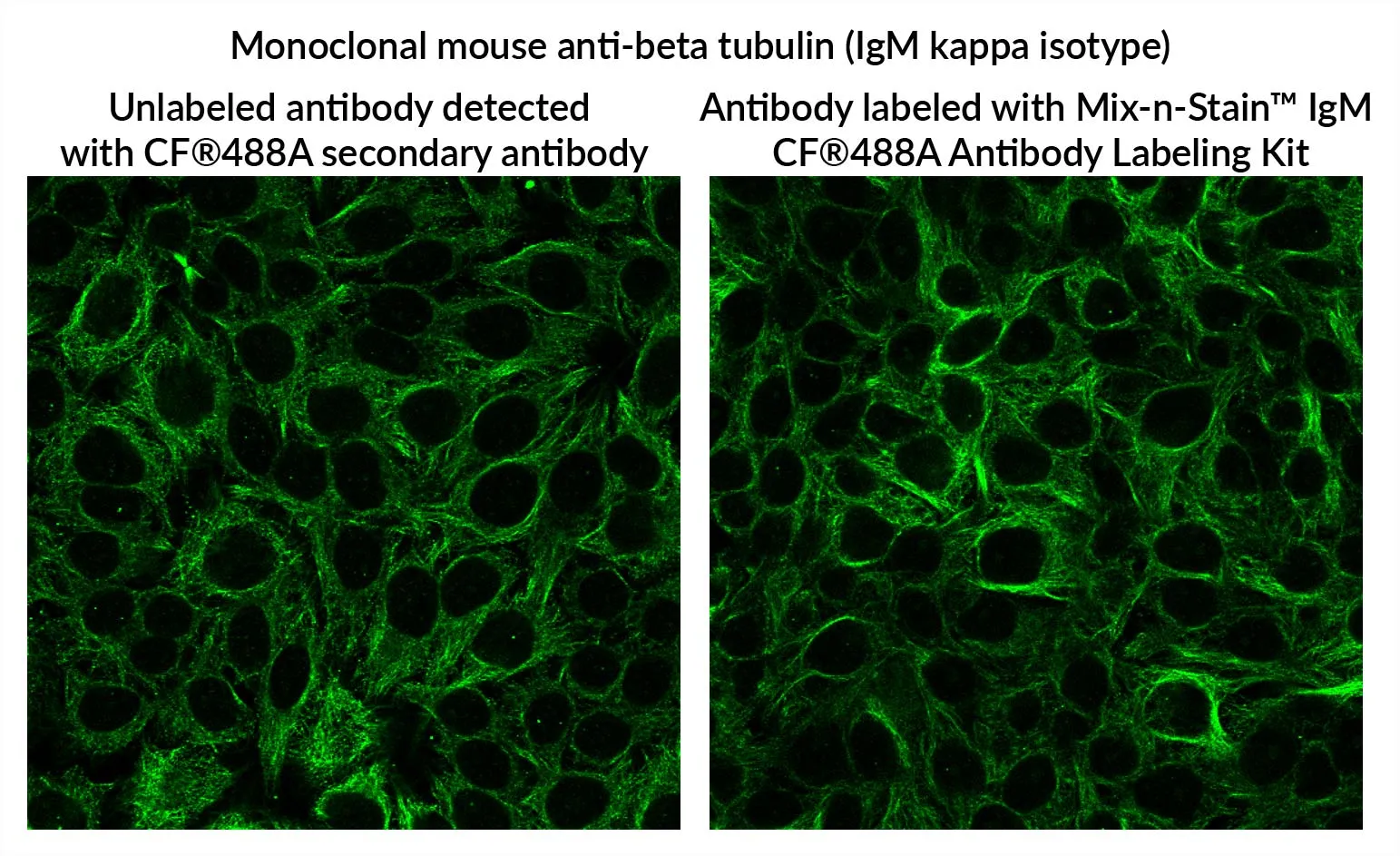 Mix-n-Stain™ CF®405M IgM Antibody Labeling Kits, 1x25ug labeling - image 2