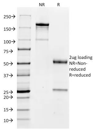 Anti-CD32 (Fc Gamma RIIa)(FCGR2A/479), CF488A conjugate - image 1