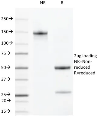 Anti-VEGF-R2 / CD309 / Flk-1 / KDR3(DC101), CF405S conjugate - image 1