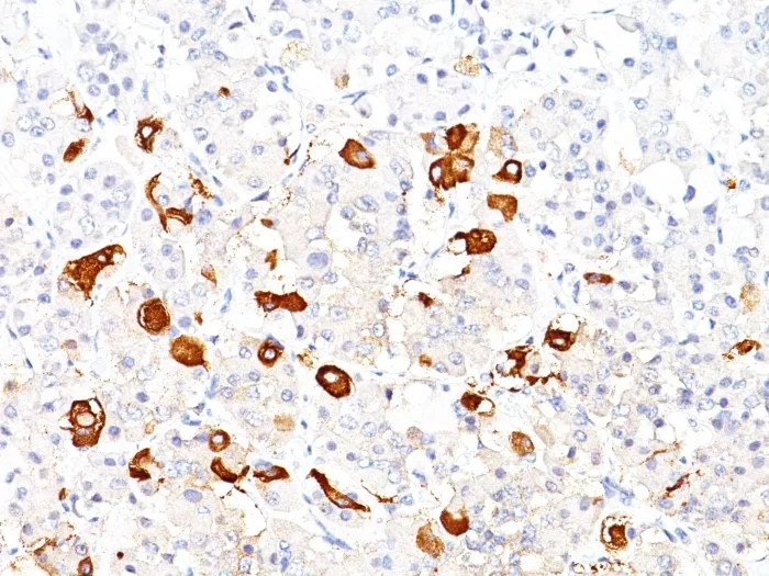 Anti-Thyroid Stimulating Hormone, beta (TSH beta) (Pituitary Marker)(TSHb/1317), CF594 conjugate - image 1