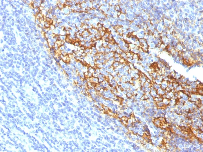 Anti-CD35 / CR1 (Follicular Dendritic Cell Marker)(To5), CF640R conjugate - image 1