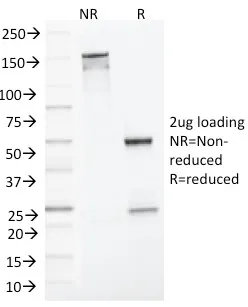Anti-MLH1 (MutL Homolog 1)(MLH1/1324), CF488A conjugate - image 1