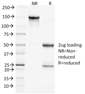 Anti-Clathrin, Heavy Chain(CHC/1432), CF405S conjugate - image 1