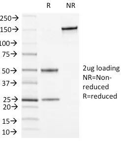 Anti-CD13 / Aminopeptidase-N (Myeloid Cell Marker)(APN/1464), CF647 conjugate - image 1