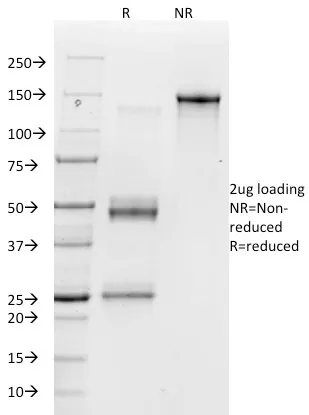 Anti-Vitronectin Receptor / CD51 / CD61(23C6), CF405S conjugate - image 1