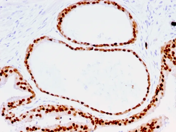 Anti-FOXA1 / HNF3A(FOXA1/1516), Biotin conjugate - image 1