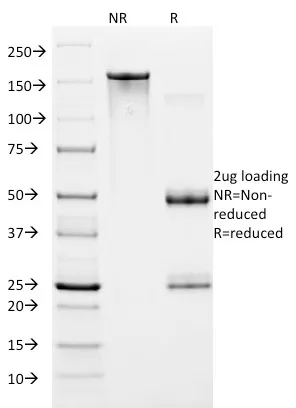 Anti-HIF1 alpha (Hypoxia-Inducible Factor 1-alpha)(ESEE122) - image 1