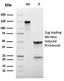 Anti-CD62L (L-Selectin)(LAM1-116), CF405S conjugate - image 1