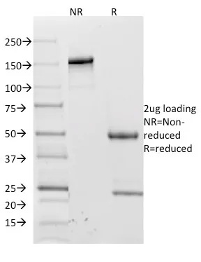 Anti-CD62L (L-Selectin)(CD62L/1588) - image 1