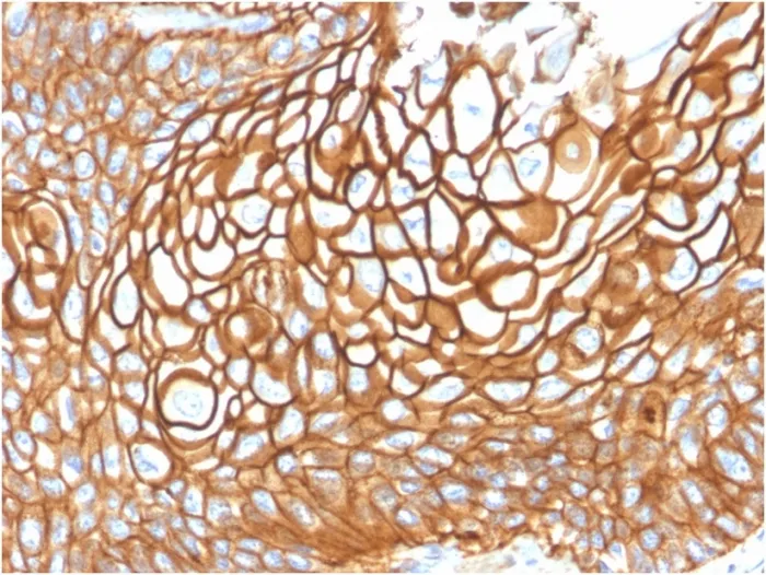 Anti-CD9 (TSPAN29) (Motility-Related Protein-1)(CD9/1619) - image 1