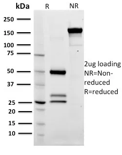 Anti-CD79a (B-Cell Marker)(ZL7-4), CF640R conjugate - image 1