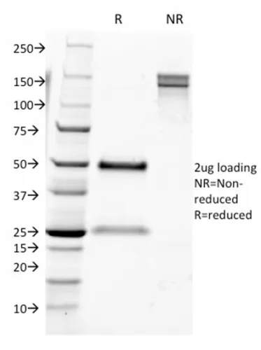 Anti-CD9 (TSPAN29) (Motility-Related Protein-1)(CD9/1631), CF647 conjugate - image 1