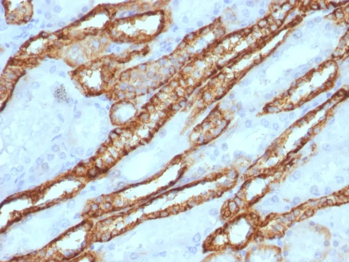 Anti-Ksp-Cadherin (Kidney-Specific Cadherin) / CDH16, CF568 conjugate - image 1