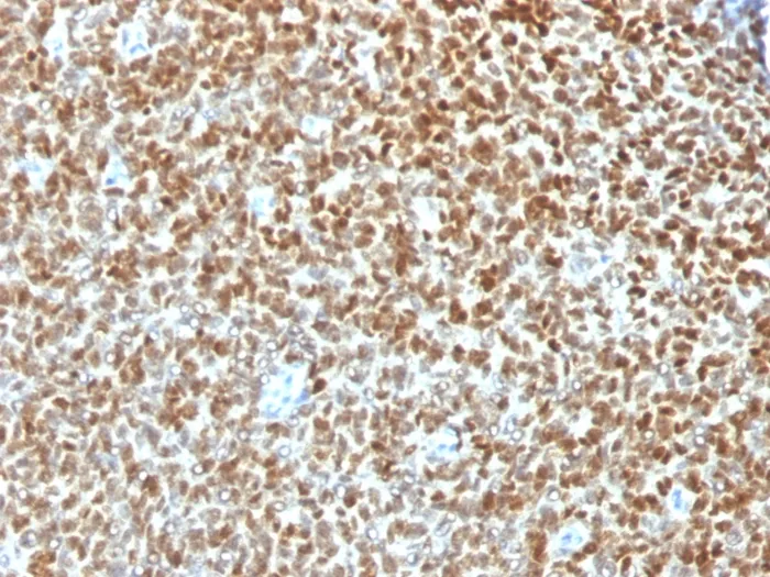 Anti-NKX2.2 (Neuroendocrine & Ewing's Sarcoma Marker), CF405S conjugate - image 1
