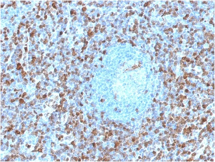 Anti-Annexin A1 / (Hairy Cell Leukemia Marker)(ANXA1/1671), CF568 conjugate - image 1