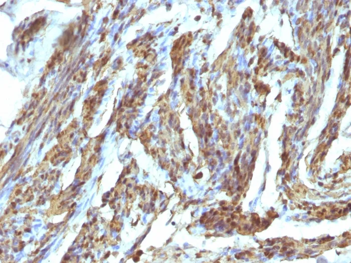 Anti-Calponin-1 (Smooth Muscle Marker), Biotin conjugate - image 1