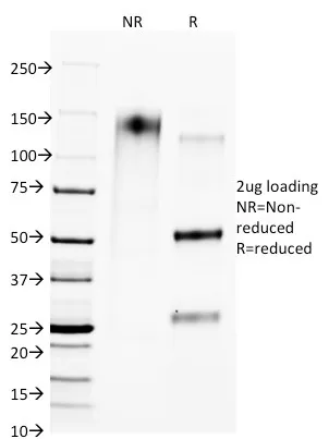 Anti-CTLA4 / CD152 (Negative Regulator of T-Cells)(L4P2F5.F10) - image 1