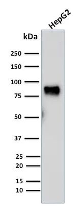 Anti-MDM2(SMP14), CF640R conjugate - image 1