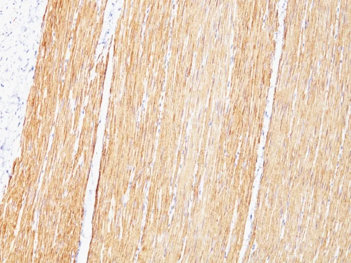 Anti-Desmin (Muscle Cell Marker)(D33), Biotin conjugate - image 1