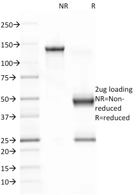 Anti-Epstein-Barr Virus (LMP-1)(CS1), Biotin conjugate - image 1