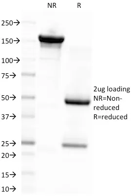 Anti-Epstein-Barr Virus (LMP-1)(CS4), CF640R conjugate - image 1
