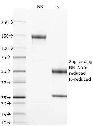 Anti-CD40 / TNFRSF5 / CD40L-Receptor(T8P2G4*A6), Biotin conjugate - image 1