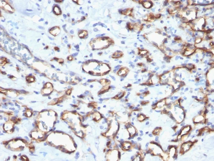 Anti-CD34 (Hematopoietic Stem Cell & Endothelial Marker)(N/A) - image 1