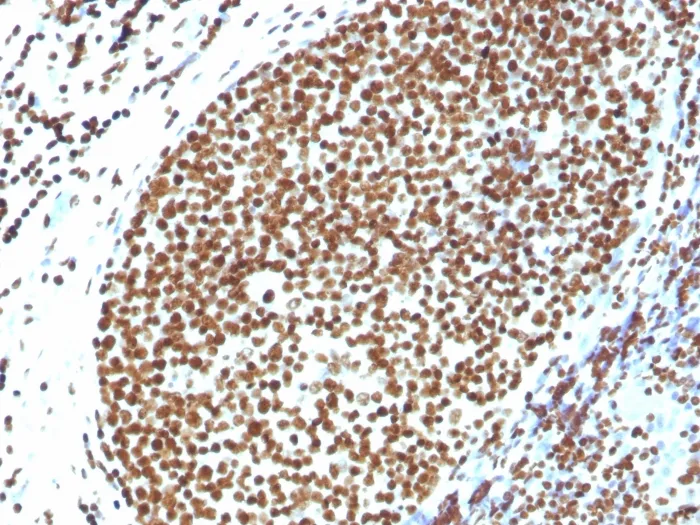 Anti-Histone H1 (Pan Nuclear Marker)(N/A), Biotin conjugate - image 1