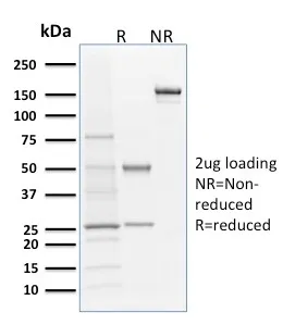 Anti-Langerin / CD207 (Marker of Langerhans Cells)(LGRN/1821), CF405S conjugate - image 1