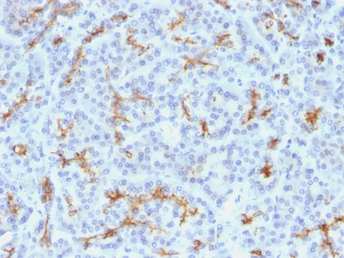 Anti-CFTR (Cystic Fibrosis Transmembrane Conductance Regulator)(M3A7), CF640R conjugate - image 1