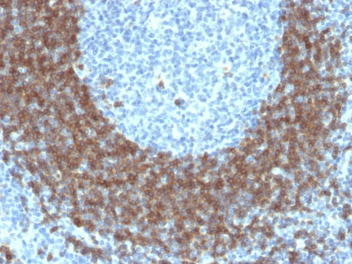 Anti-CD79b (B-Cell Marker)(IGB/1842) - image 1