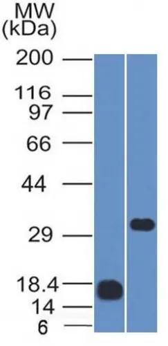 Anti-CD79b (B-Cell Marker)(IGB/1843), CF405S conjugate - image 1