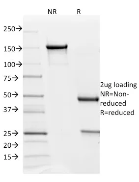Anti-PD-L2 / PDCD1LG2 / CD273(PDL2/1850), CF640R conjugate - image 1