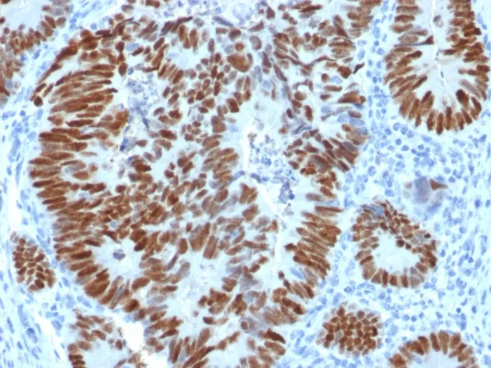 Anti-p53 Tumor Suppressor Protein(N/A) - image 1
