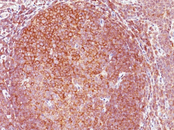 Anti-BCL10 (MALT-Lymphoma Marker)(151), CF568 conjugate - image 1