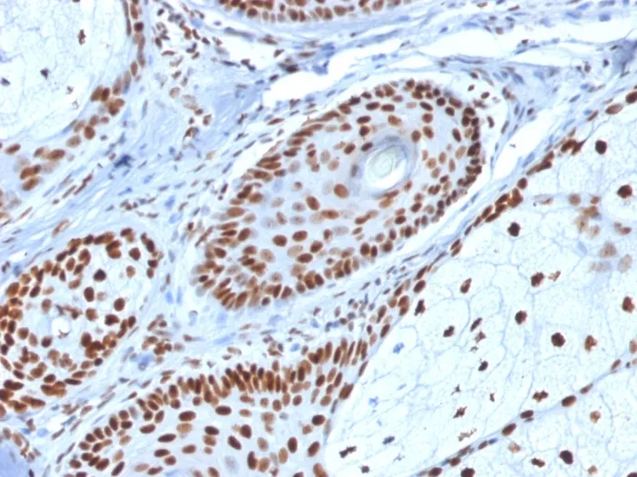 Anti-Nucleophosmin (Acute Myeloid Leukemia Marker)(NPM1/1902) - image 1