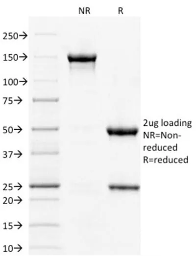 Anti-STAT3 / Signal Transducer and Activator of Transcription 3 (PCRP-STAT3-2F12), BSA-free - image 1