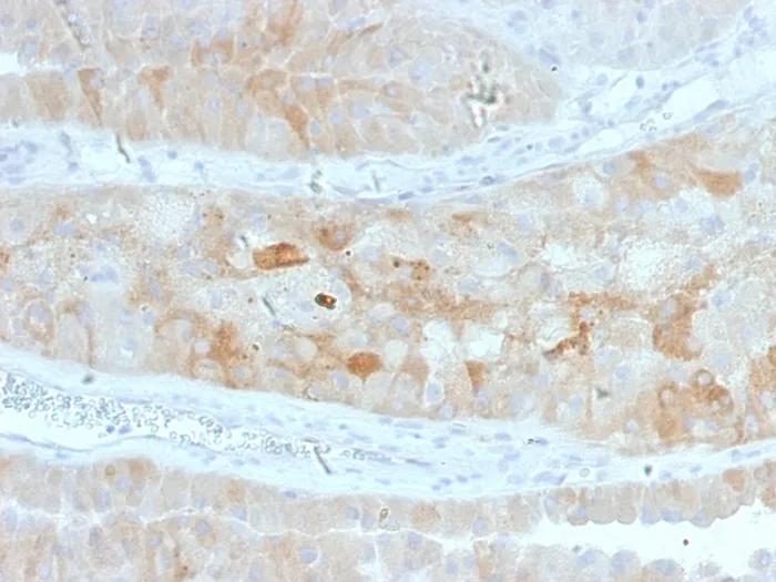 Anti-ROR2(ROR2/1912), CF488A conjugate - image 1