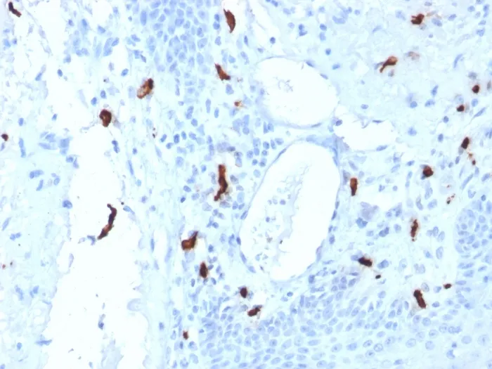 Anti-Tryptase (Mast Cell Marker)(TPSAB1/1961) - image 1