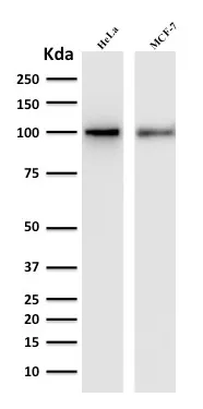 Anti-ENAH / MENA (Actin Regulator)(ENAH/1988), CF594 conjugate - image 1