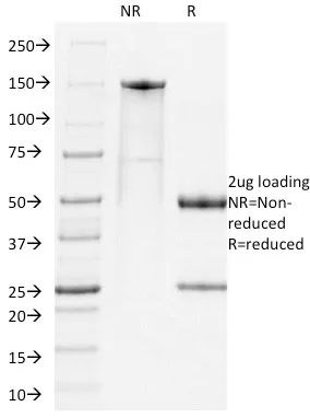 Anti-PD1, Mouse(RMP1-14), CF568 conjugate - image 1