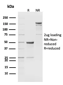 Anti-CD8b, Mouse(H35-17.2), Biotin conjugate - image 1