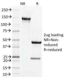 Anti-CD134, Mouse (OX40)(OX-86), Biotin conjugate - image 1