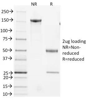 Anti-CD3e, Mouse(145-2C11) - image 1