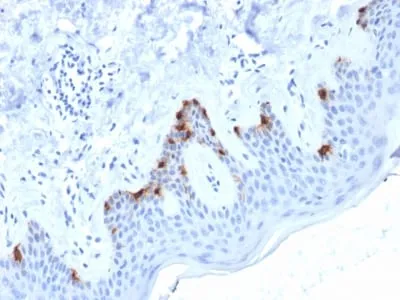 Anti-gp100 / Melanosome / PMEL17 / SILV (Melanoma Marker) (PMEL/2038) - image 2