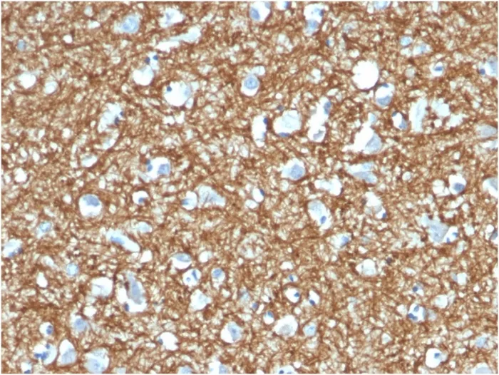 Anti-p14ARF(4C6/4) - image 1