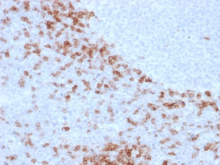 Anti-Human IgD (Immunoglobulin Delta Heavy Chain) (B-Cell Marker)(IgD26), CF647 conjugate - image 1