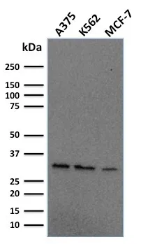 Anti-Replication Protein A2 (RPA2)(RPA2/2106), CF568 conjugate - image 1